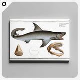 1-90_Ichtyologie-ou-Histoire-naturelle_canvas