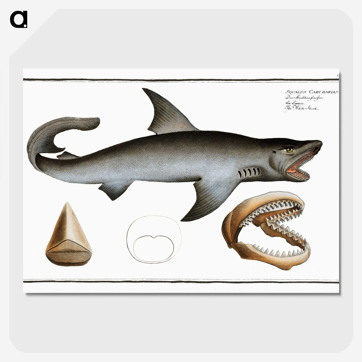 1-90_Ichtyologie-ou-Histoire-naturelle_picture-crop