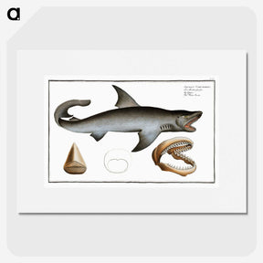 1-90_Ichtyologie-ou-Histoire-naturelle_picture