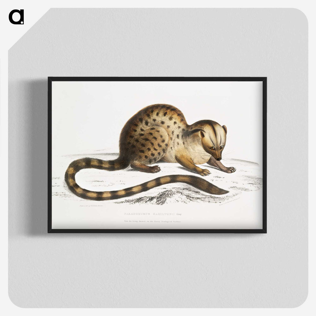 1-90_Indian-Zoology_blk-crop