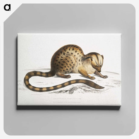1-90_Indian-Zoology_canvas