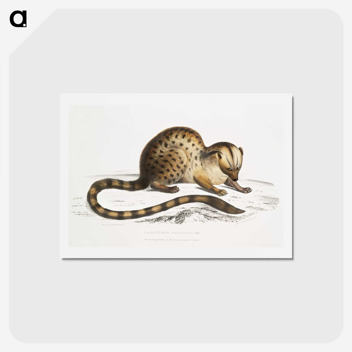 1-90_Indian-Zoology_hagaki