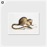 1-90_Indian-Zoology_hagaki
