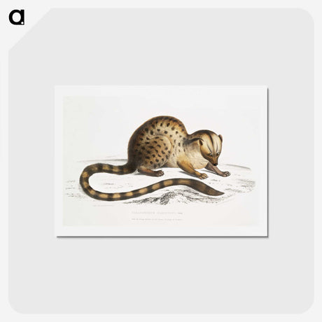 1-90_Indian-Zoology_hagaki
