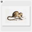 1-90_Indian-Zoology_picture