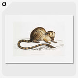 1-90_Indian-Zoology_picture
