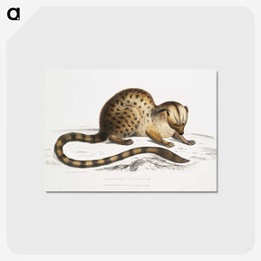 1-90_Indian-Zoology_postcard