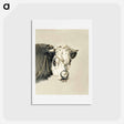 アートポストカード-Head of a cow, with a ring through the nose - ジャン ベルナール Postcard.