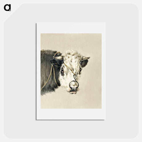 アートポストカード-Head of a cow, with a ring through the nose - ジャン ベルナール Postcard.
