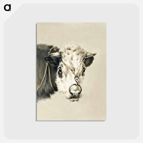 アートポストカード-Head of a cow, with a ring through the nose - ジャン ベルナール Postcard.