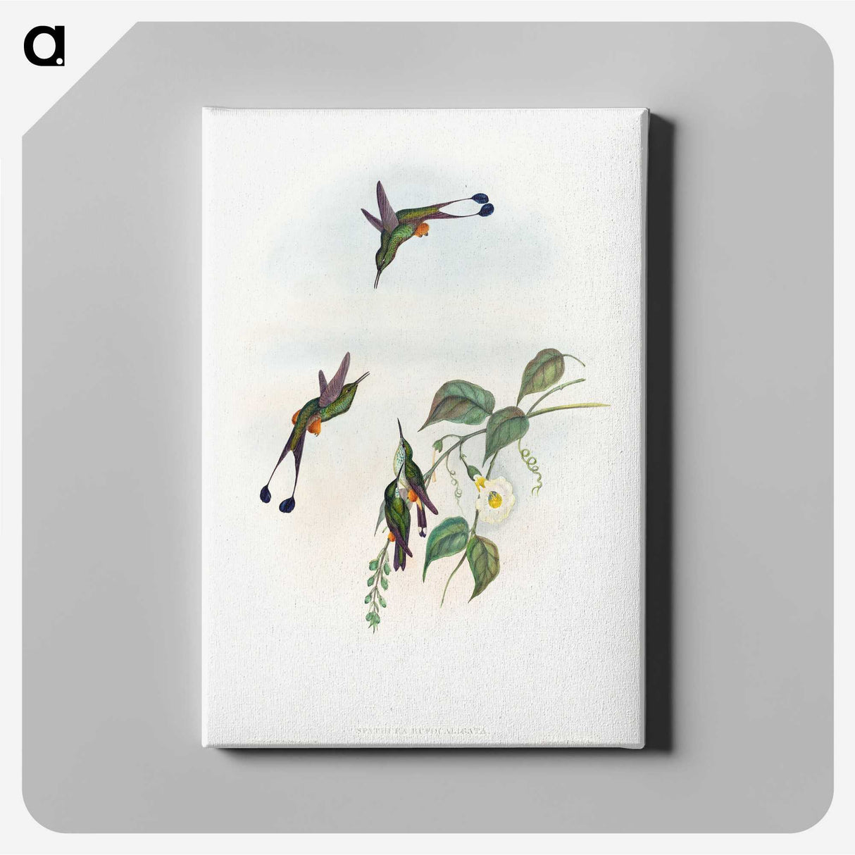 1-90_John-Gould_canvas