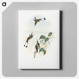 1-90_John-Gould_canvas