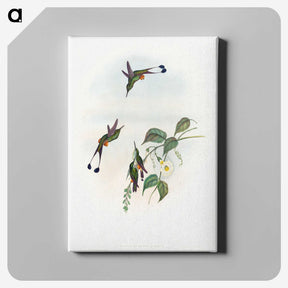 1-90_John-Gould_canvas