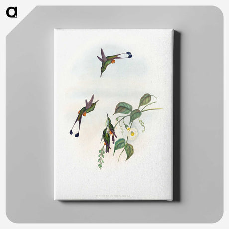 1-90_John-Gould_canvas