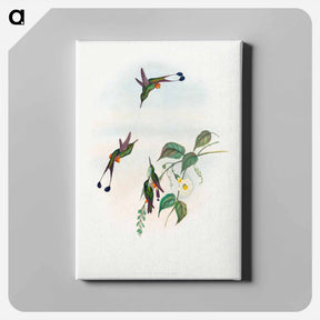 アートパネル-Red-booted Racket-Tail
 - ジョン グールド Canvas.