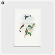 アートポストカード-Red-booted Racket-Tail
 - ジョン グールド Postcard.