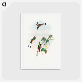 アートポストカード-Red-booted Racket-Tail
 - ジョン グールド Postcard.