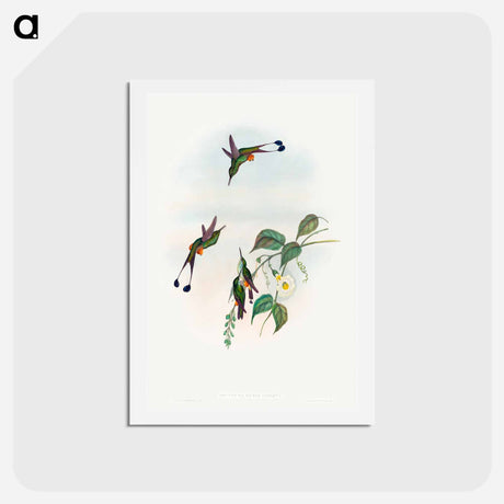 アートポストカード-Red-booted Racket-Tail
 - ジョン グールド Postcard.