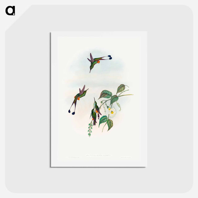 アートポストカード-Red-booted Racket-Tail
 - ジョン グールド Postcard.