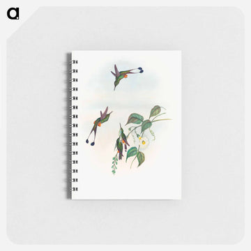 Red-booted Racket-Tail
 - ジョン グールド Memo.