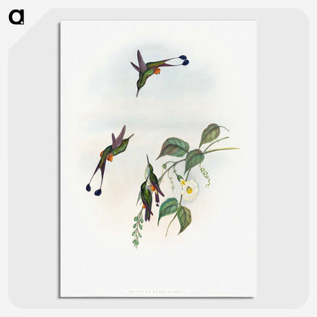1-90_John-Gould_picture-crop
