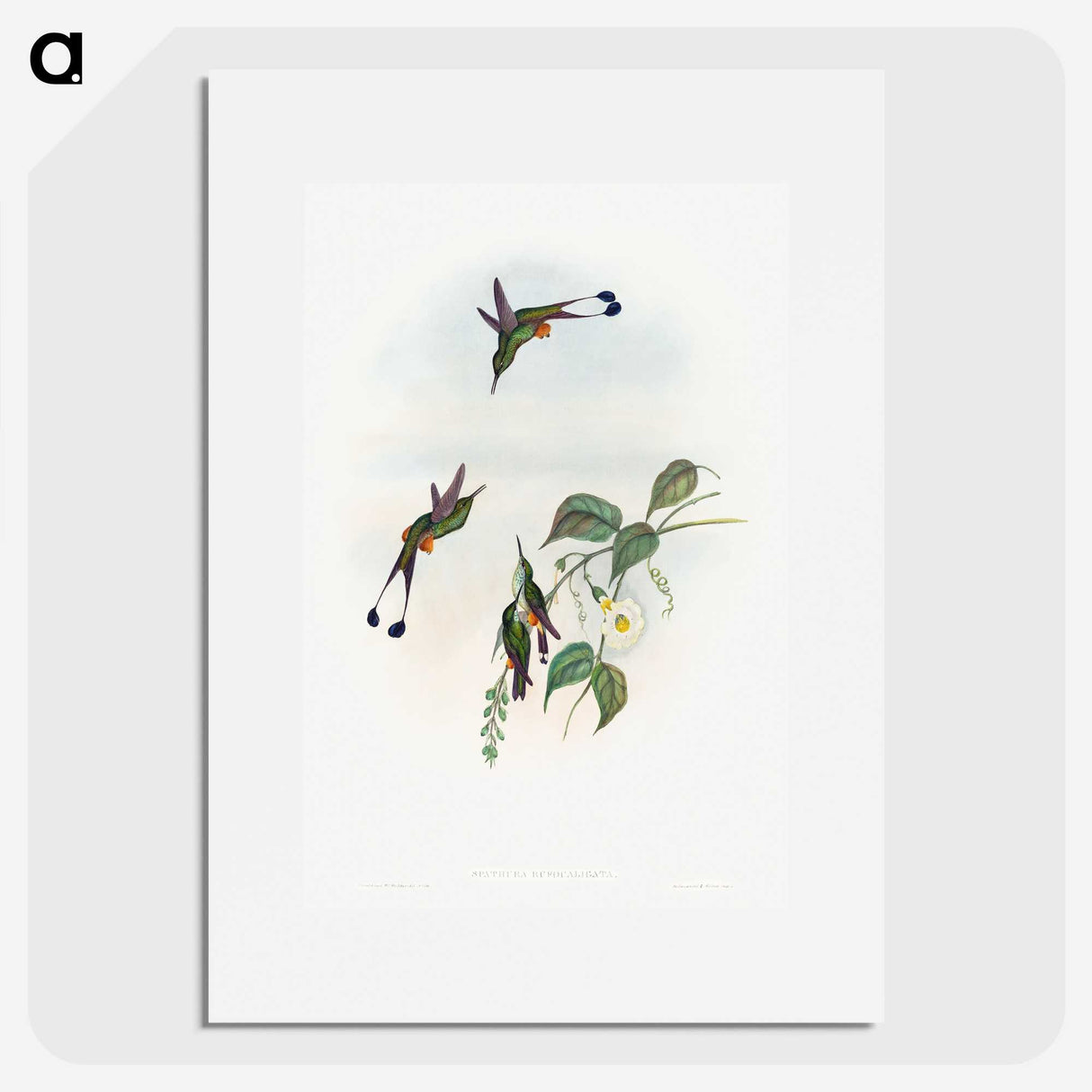 1-90_John-Gould_picture