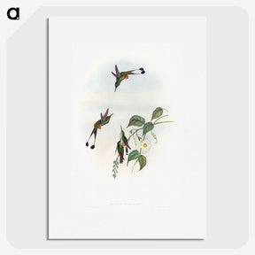 1-90_John-Gould_picture