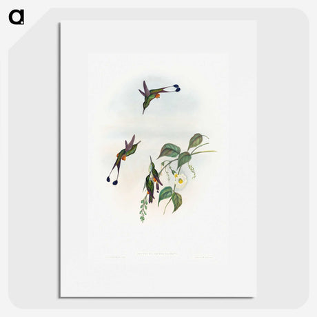 1-90_John-Gould_picture