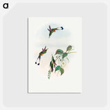アートポストカード-Red-booted Racket-Tail
 - ジョン グールド Postcard.