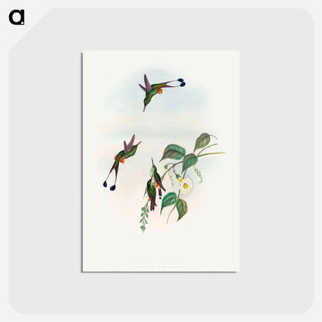 アートポストカード-Red-booted Racket-Tail
 - ジョン グールド Postcard.