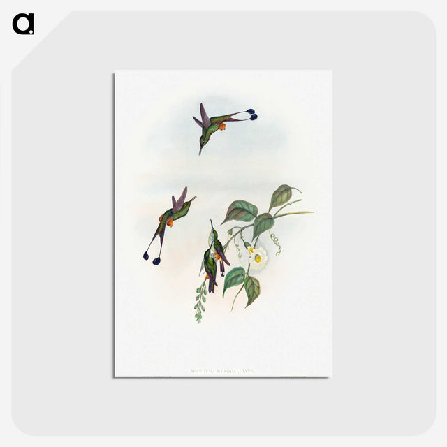 1-90_John-Gould_postcard