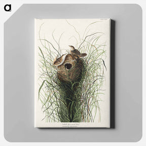 アートパネル-Nuttall's Lesser-Marsh Wren
 - ジョン ジェームス オーデュボン Canvas.