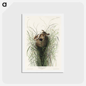 アートポストカード-Nuttall's Lesser-Marsh Wren
 - ジョン ジェームス オーデュボン Postcard.