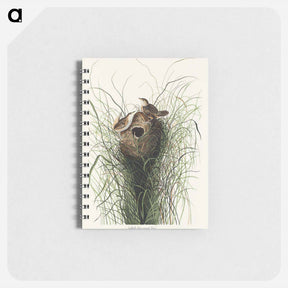 アートメモ帳-Nuttall's Lesser-Marsh Wren
 - ジョン ジェームス オーデュボン Memo.