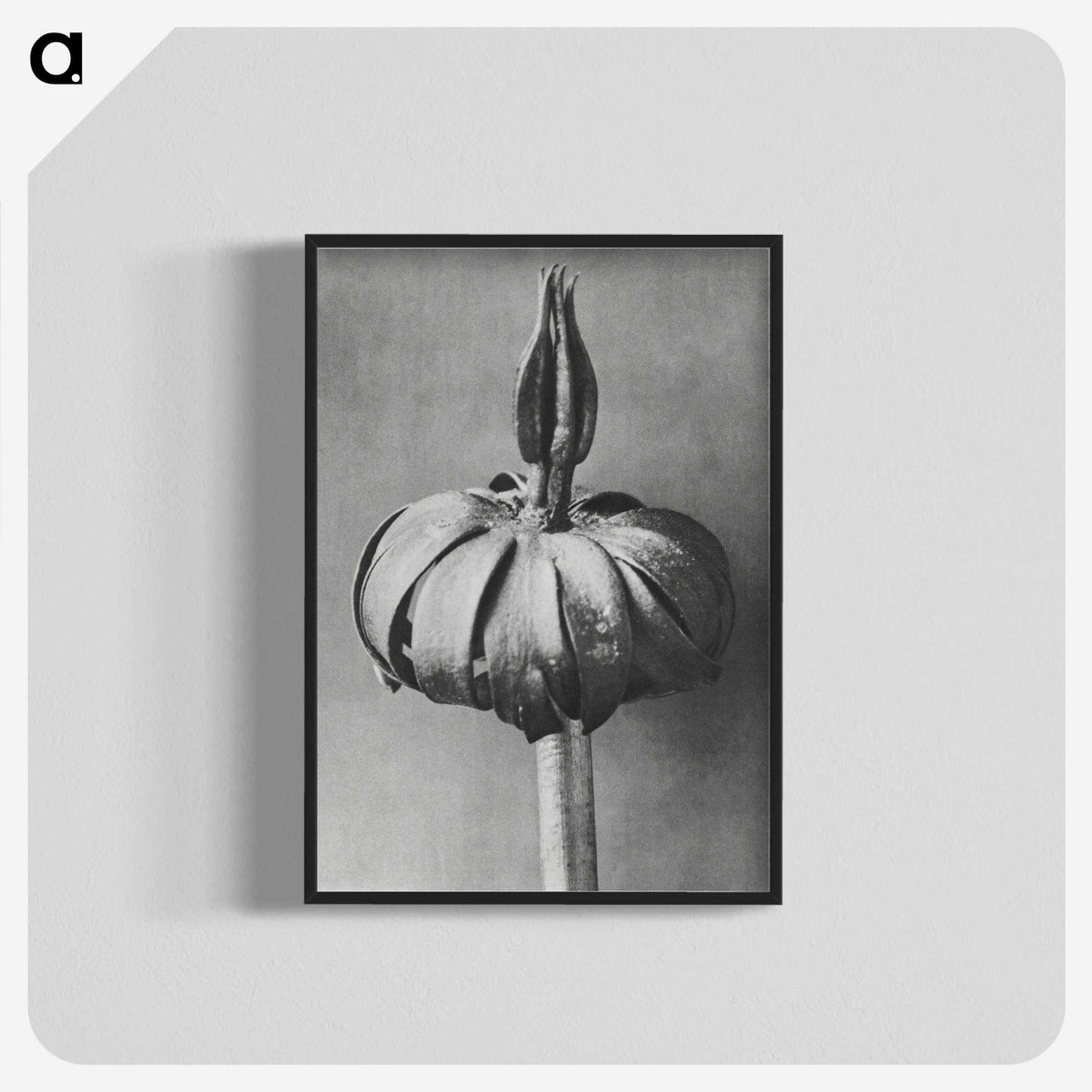 1-90_Karl-Blossfeldt_blk-crop