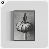 1-90_Karl-Blossfeldt_blk-crop