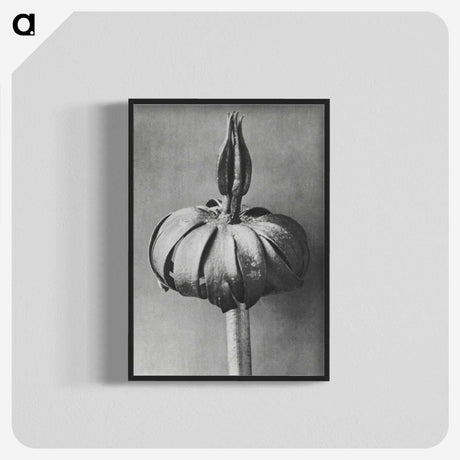 1-90_Karl-Blossfeldt_blk-crop
