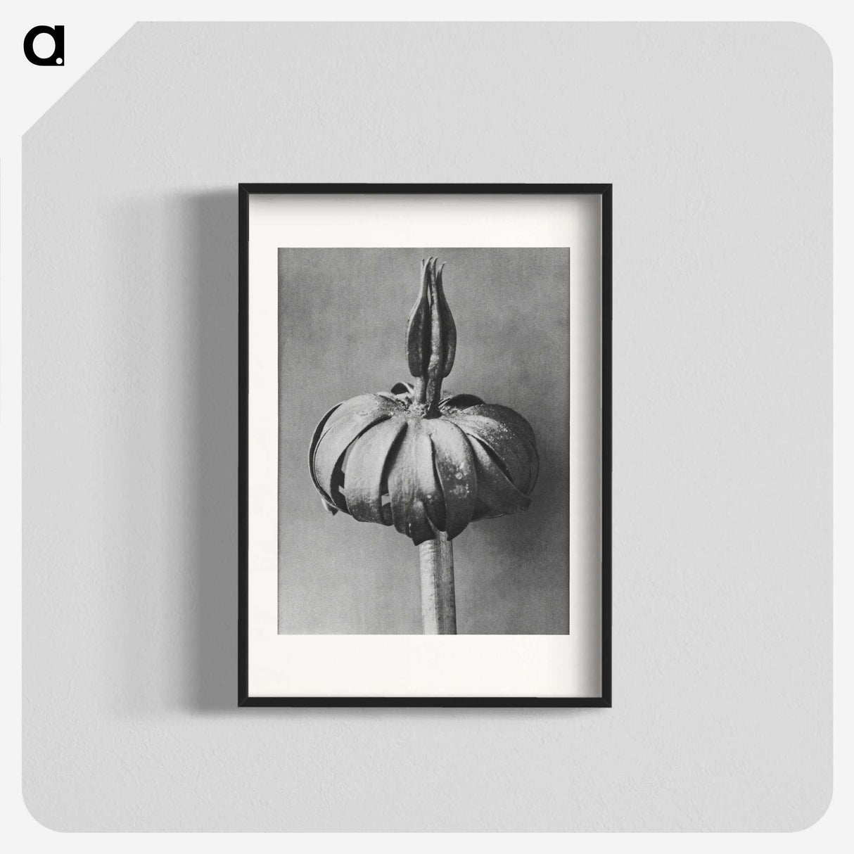 1-90_Karl-Blossfeldt_blk