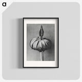 1-90_Karl-Blossfeldt_blk