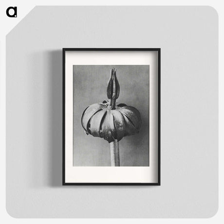 1-90_Karl-Blossfeldt_blk