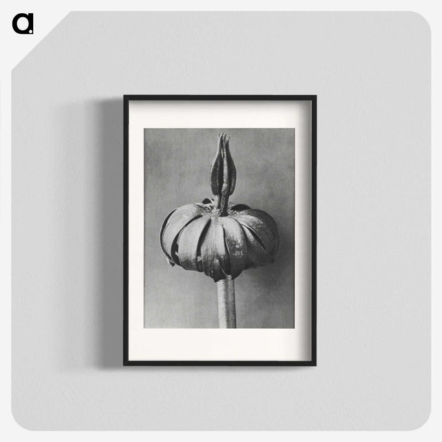 1-90_Karl-Blossfeldt_blk