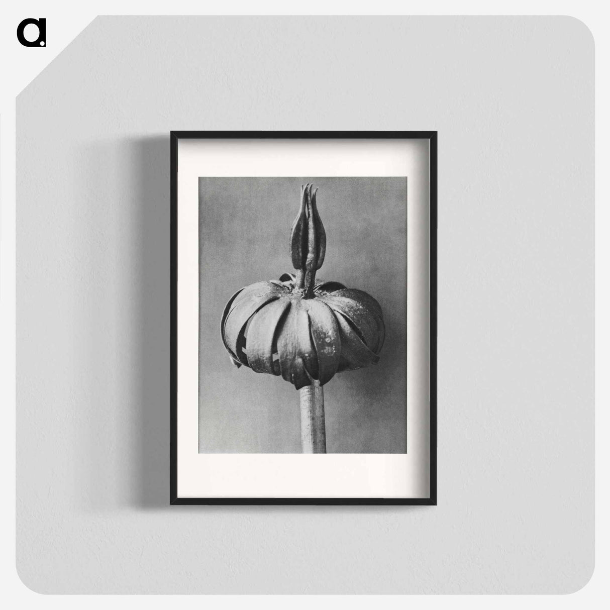 Eranthis cilicica (Winter Aconite) enlarged 8 times from Urformen der Kunst by Karl Blossfeldt - カール ブロスフェルト Poster.