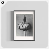 Eranthis cilicica (Winter Aconite) enlarged 8 times from Urformen der Kunst by Karl Blossfeldt - カール ブロスフェルト Poster.