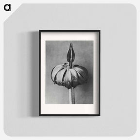 アートポスター-Eranthis cilicica (Winter Aconite) enlarged 8 times from Urformen der Kunst by Karl Blossfeldt - カール ブロスフェルト Poster.