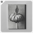 1-90_Karl-Blossfeldt_canvas