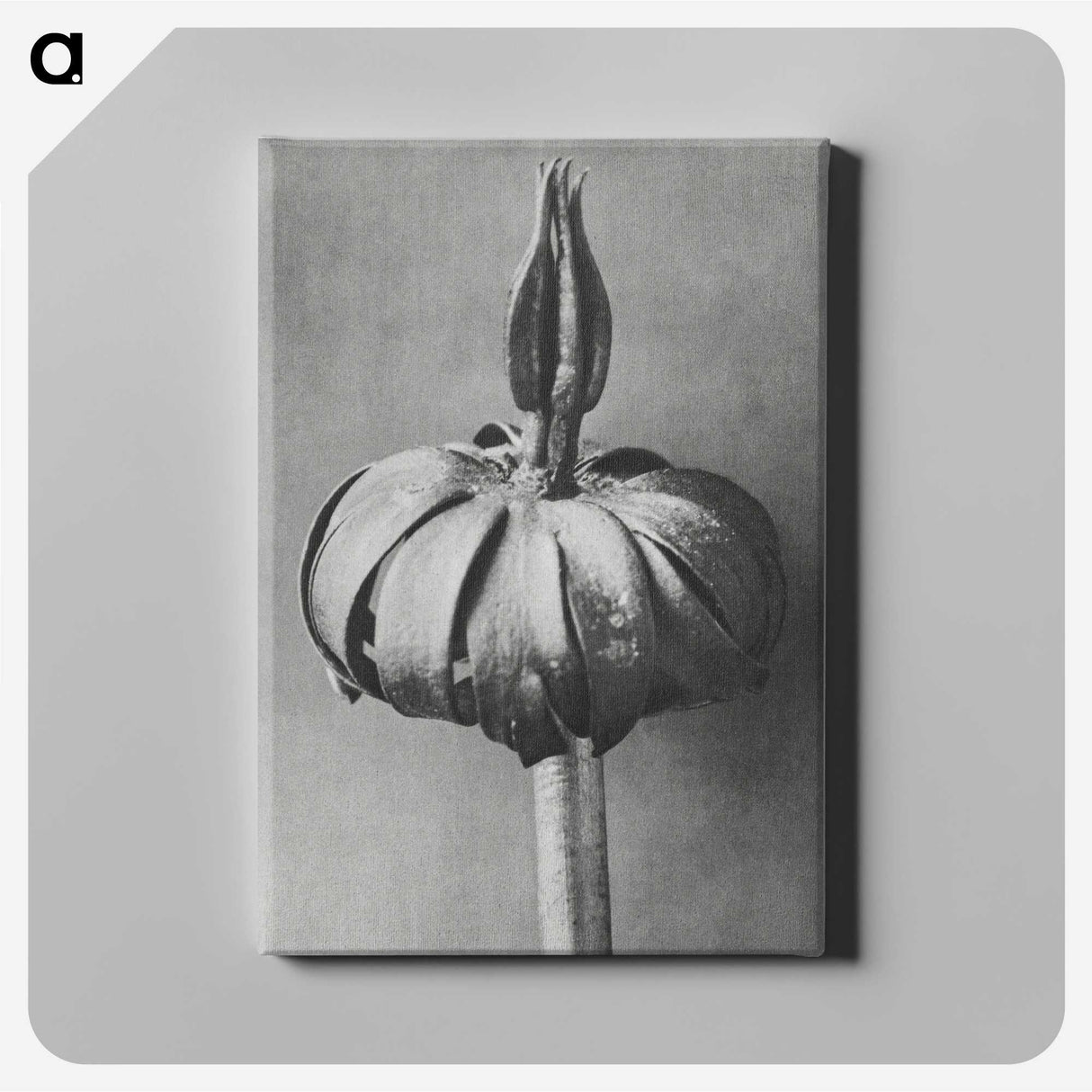 1-90_Karl-Blossfeldt_canvas