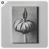 1-90_Karl-Blossfeldt_canvas