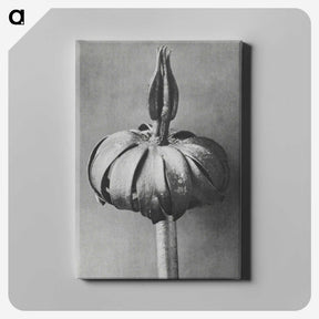 1-90_Karl-Blossfeldt_canvas