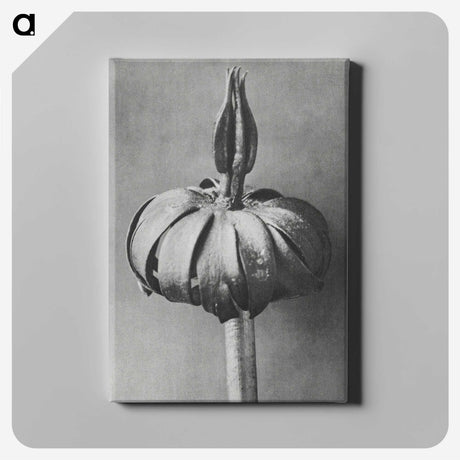 1-90_Karl-Blossfeldt_canvas