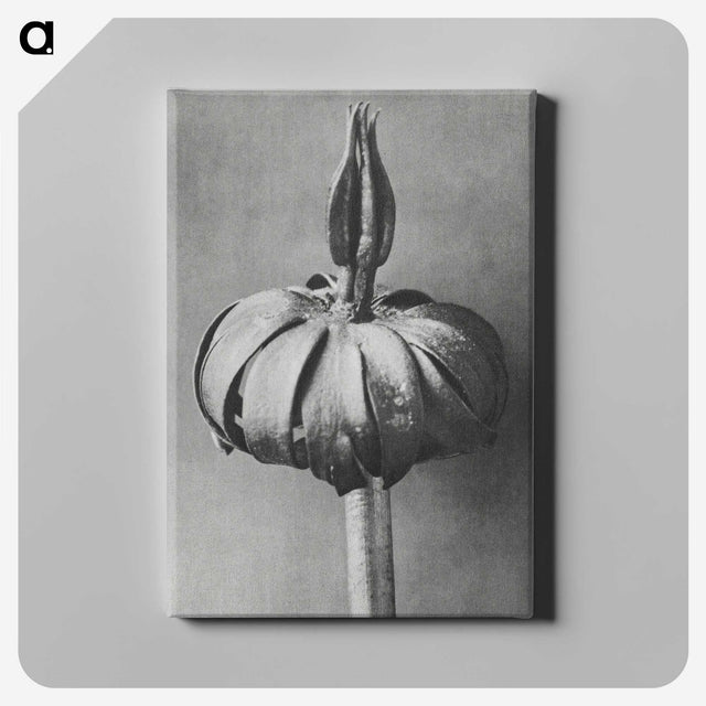 1-90_Karl-Blossfeldt_canvas
